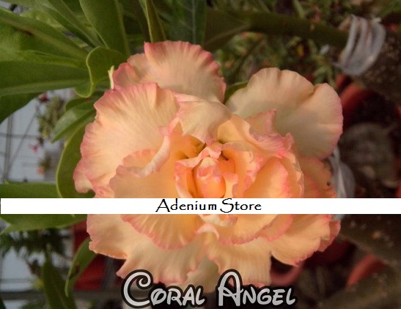 (image for) New Adenium Obesum \'Coral Angel\' 5 Seeds